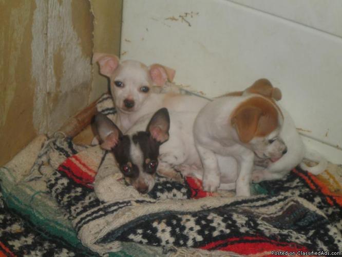 10 wk Small Chihuahua Pups, 1st shots, Worm, Flea Treatment Done Read more: http://nashville.ebayclassifieds.com/dogs-puppies/murfreesboro/10-wk-small-chihuahua-pups-1st-shots-worm-flea-treatment - Price: $200