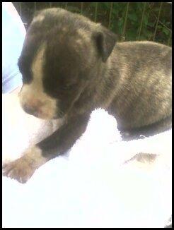 2 blue and 2 brindle pit bull puppies - Price: 100