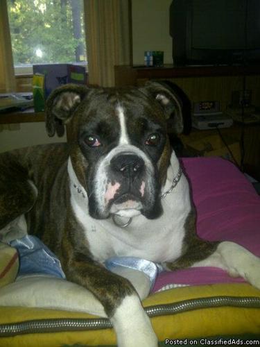 2 Year old pure breed Boxer - Price: $1200