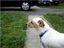 3 yr Old Jack Russell Terrier - Price: Free to good home