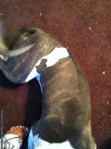8 month old Female Tritone Pitbull Puppy for sale - Price: 200