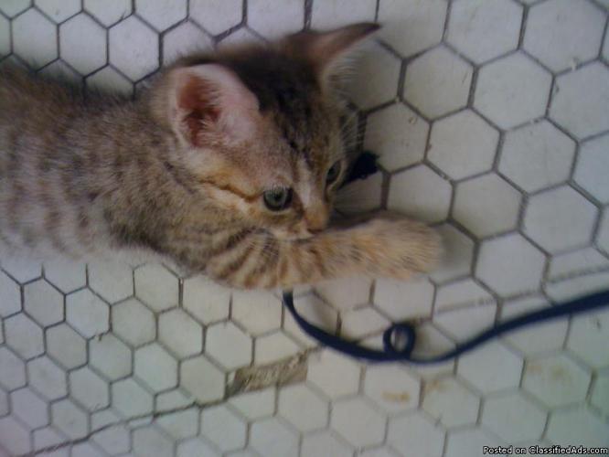 8 week old pure breed bengal kitten for adoption - Price: $125