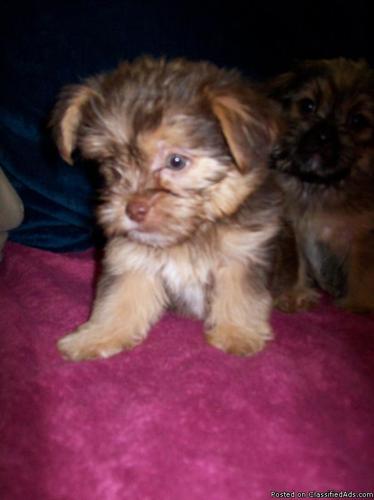 Adorable CKC- Shorkie-Tzu (Shih-tzu/Yorkie) Puppies - Price: $550.00