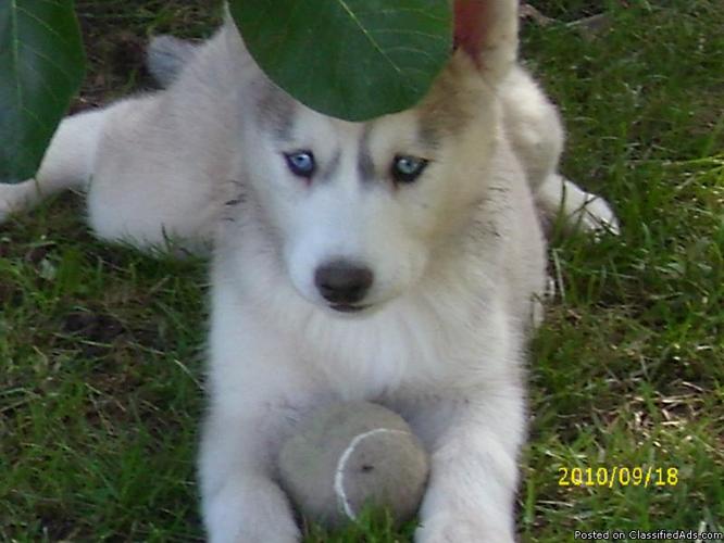 Adorable Purebred Siberian Husky Pups - Price: $350.00