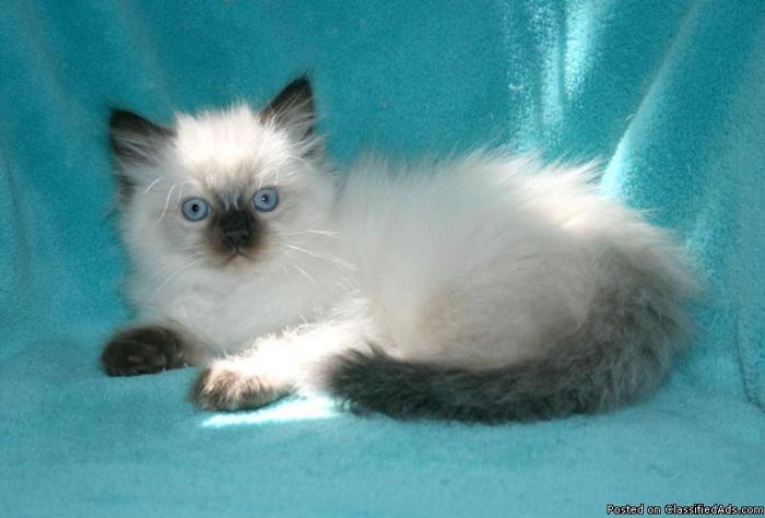 Adorable Ragdoll TICA Kittens - Price: 625.00
