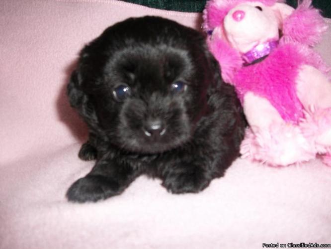 adorable shihpoo puppy ckc - Price: 300.00
