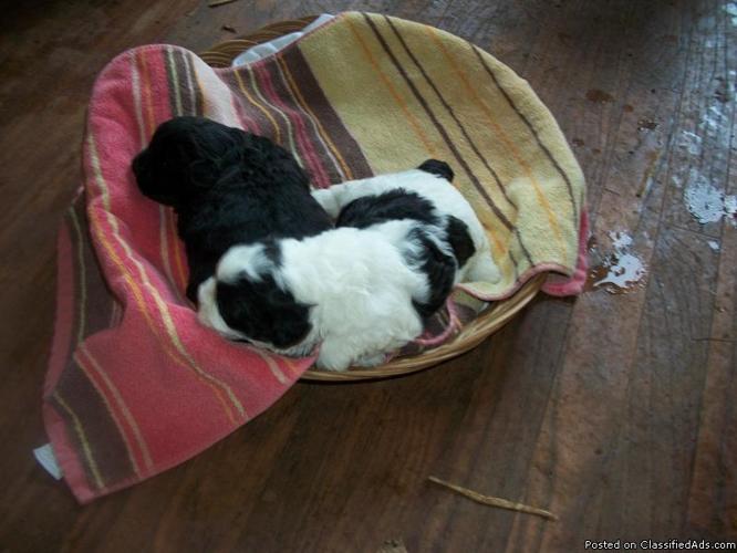 adorable shihpoo puppy ckc - Price: 300.00