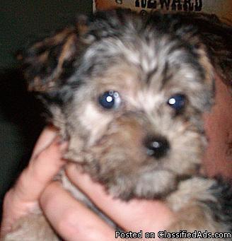 Adorable Yorkipoo Puppies! - Price: 300.00