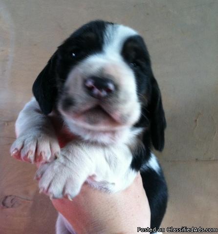 AKC Basset hound puppies - Price: $400