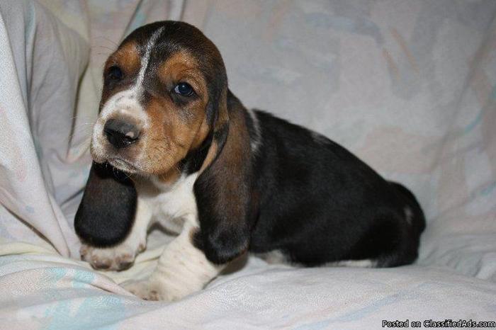 AKC Basset Hound puppy for sale - Price: 350-400