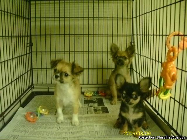 AKC chihuahua puppies - Price: 300.00