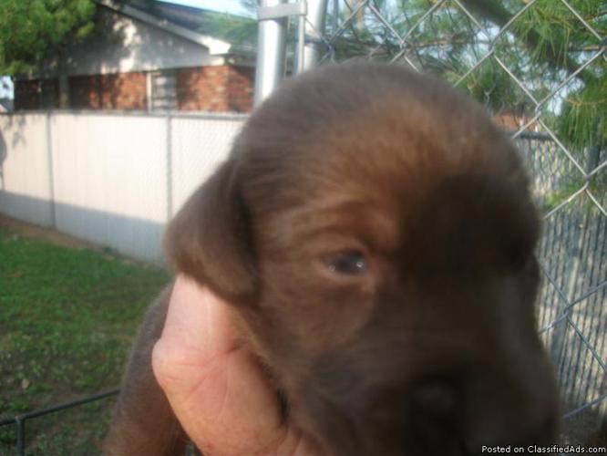 AKC Chocolate LAB PUPPIES - Price: 300.00 ea