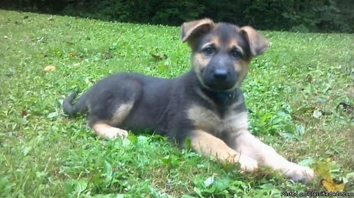 AKC German Shepherd Puppies - Price: $700.00