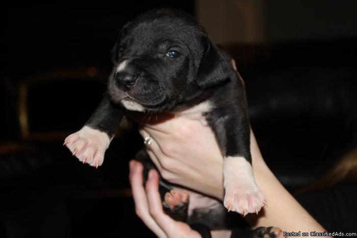 AKC Great Dane Puppies - Price: $700