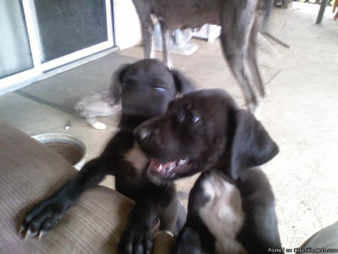 AKC Great Dane Puppy's - Price: $900.00