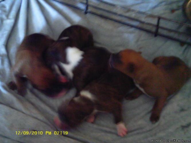 akc registered boxer puppies - Price: 350.00