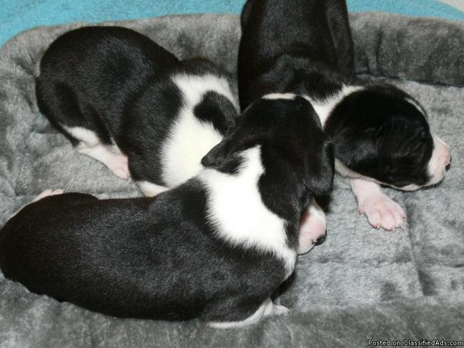 AKC REGISTERED GREAT DANE PUPPIES FOR SALE - Price: $500