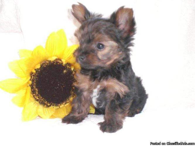AKC Yorkshire Terrier Puppies for Sale - Price: $400