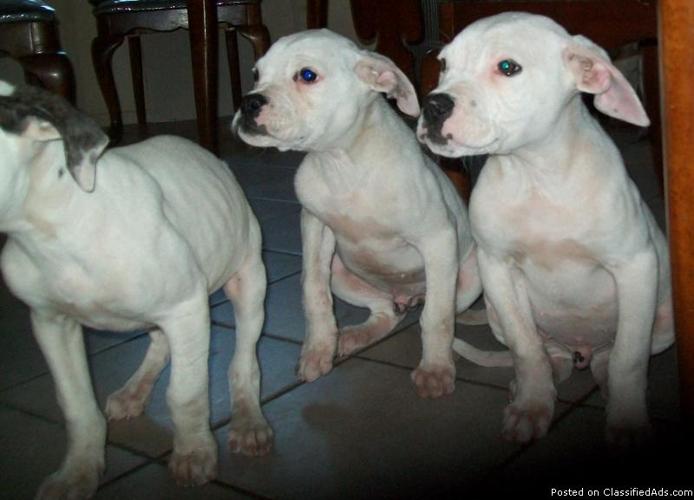 American Bulldog Puppies - Price: $400.