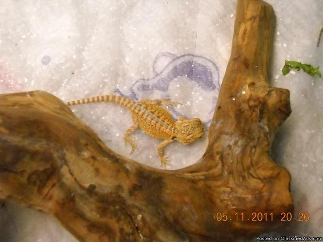 Baby Bearded Dragons - Price: $40