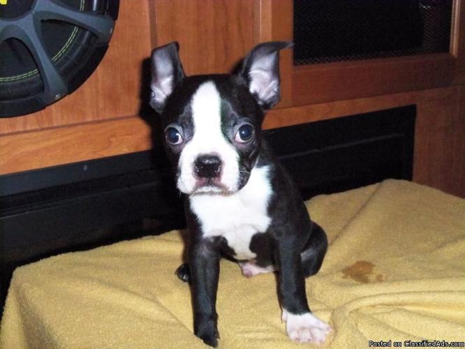 Baby Male Boston Terrier - Price: $300.00