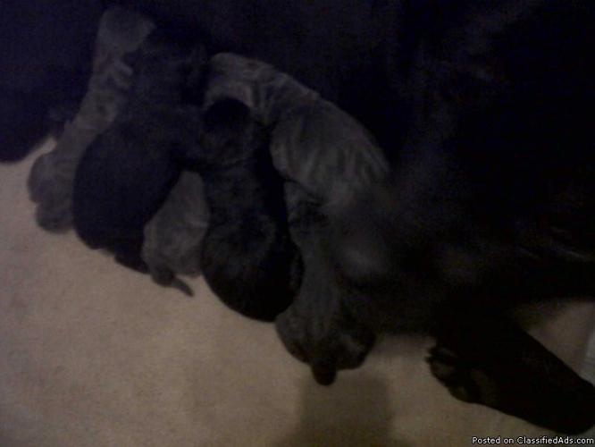Beautiful Cane Corso Pups - Price: $800 and up