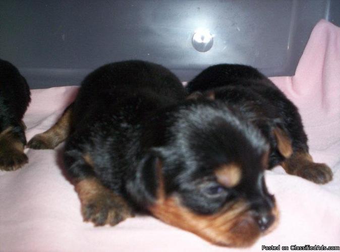 Beautiful CKC Yorkshire Terrior Pups male and female - Price: $650.00