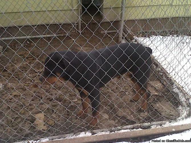 Beautiful Rottweiler Pups - Price: $700 and up