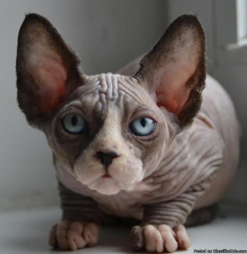 Beautiful Sphynx Kittens Available for new homes