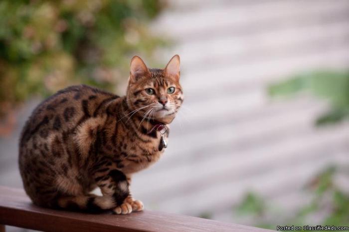 Bengal Cat Adult Male with Great Markings!