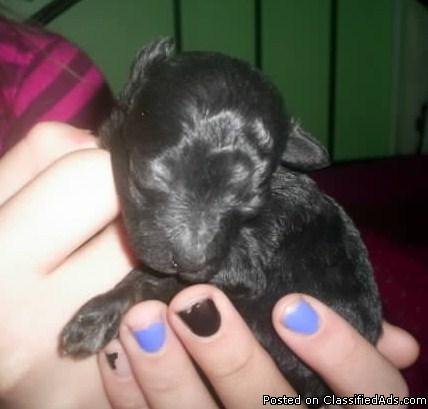 Black Teacup Poodle!!! - Price: 500.