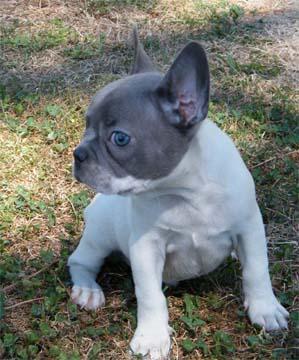 blue pied and blue fawn pied faux frenchie puppies