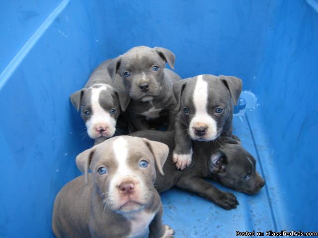 Blue Pit Bull Puppies - Price: $100-150