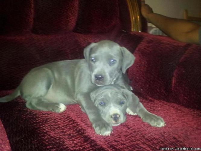 blue pit pups - Price: 50