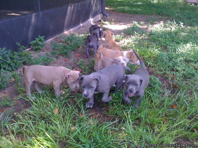 Blue Pitbull Puppies - Price: 300