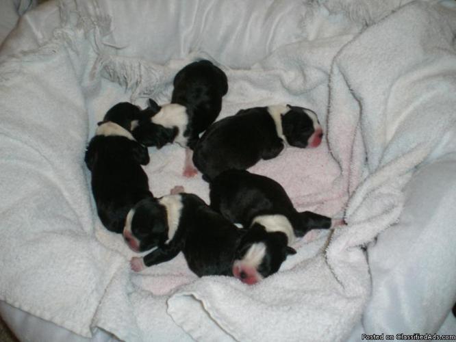 Boston Terrier puppies - Price: 500.00