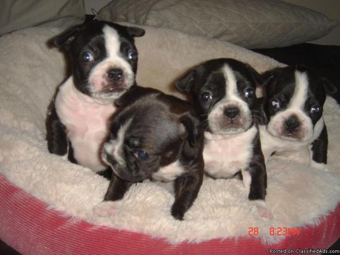 Boston Terrier Pups CKC 2 male 1 female - Price: $400