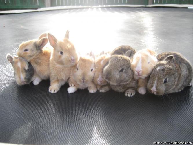 bunnies for sale - Price: 15