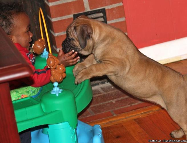 CANE CORSO PUPPIES FOR SALE - Price: 1500