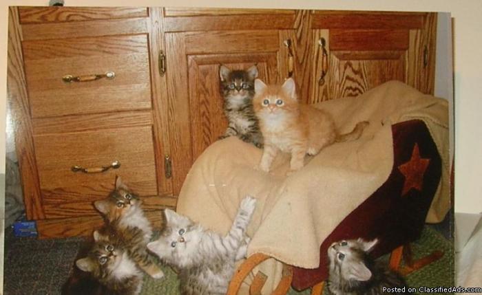 CFA Maine Coon Kittens - Price: 400+