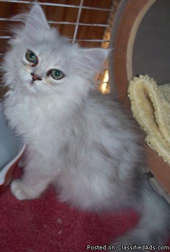 CFA Registered Silver Persian Kitten - Price: $250
