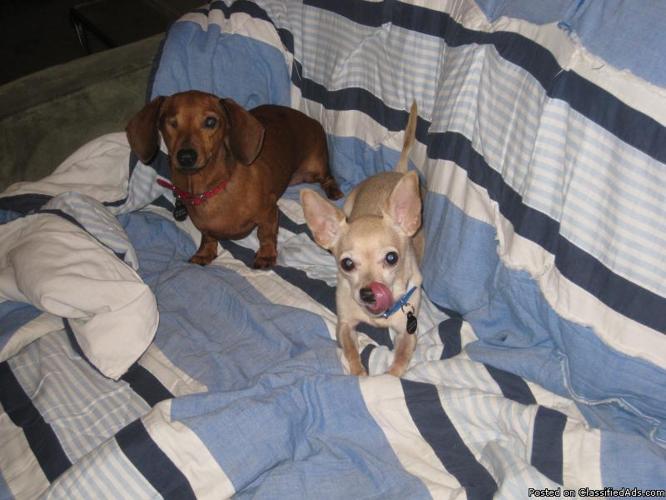 Chihuahua & Dachshund Need Loving Home!! - Price: $50