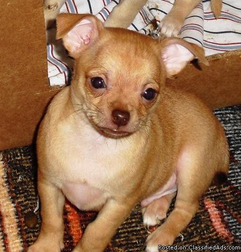 Chihuahua Puppies for sale - Price: 150.
