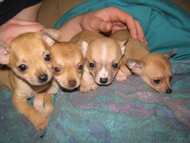 Chihuahua Puppies - Price: 100