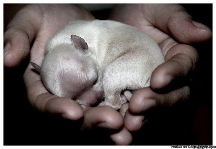 Chihuahua Puppies - Price: $200