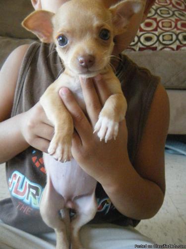 Chihuahua Puppy for Sale! - Price: 100
