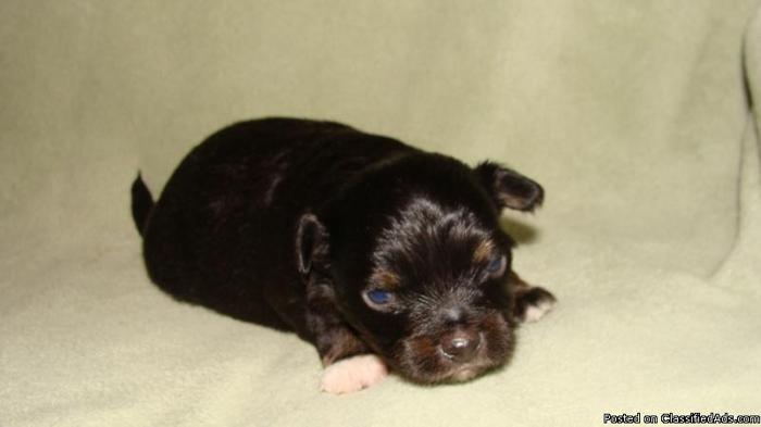 CKC BLACK/TAN AND WHITE MALE LONG COAT CHIHUAHUA - Price: 450