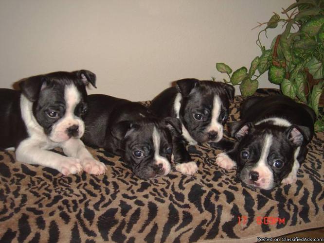 CKC Male Boston Terrier Pups - Price: $550