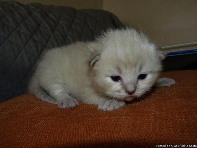 Credible Registered Ragdoll Kittens Text us at (209) 813-8323