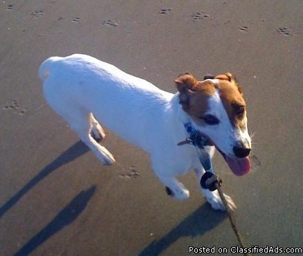 Cute Little Jack Russel Terrier - Female free to good home in OC - Price: Free to good home